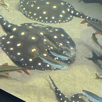 Shedd Aquarium - Aquariums Near Me - Chicago, Illinois