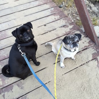 Logan the Dog Walker - Stella & Oliver! - Pet Sitting Near Me