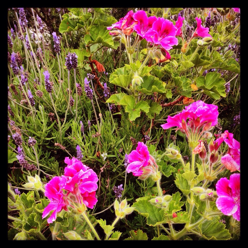 ARGONNE COMMUNITY GARDEN 12 Photos Between 15th & 16th Ave, San