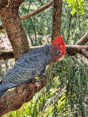 Healesville Sanctuary (Zoos Victoria) by null