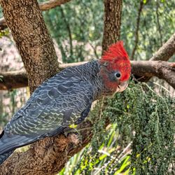 Healesville Sanctuary