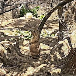 Tierpark Hagenbeck - Gugsdu! (10/2022)