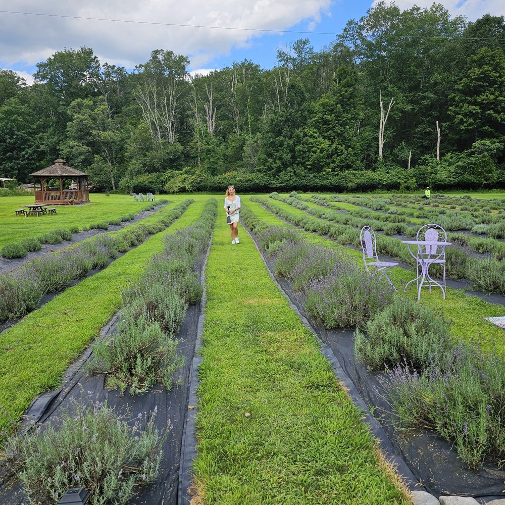 Paradise Lavender Farm - Farms Near Me - Cresco, Pennsylvania Paradise Lavender Farm - Farms Near Me - Cresco, Pennsylvania
