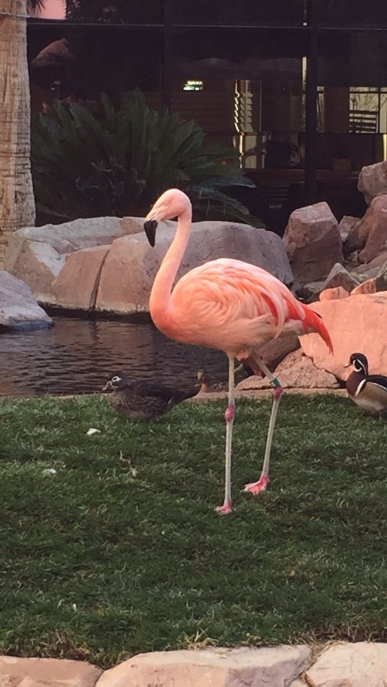 FLAMINGO RACE & SPORTS - 3555 S Las Vegas Blvd, Las Vegas, NV - Yelp