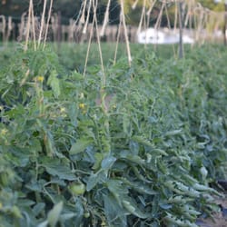 Berberian's Farm