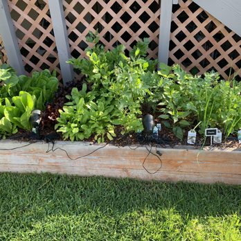 Nick House Gardening - One of two beautiful veggie raised planters - Thank you Nick!!! - Gardeners Near Me - Los Angeles, California Nick House Gardening - One of two beautiful veggie raised planters - Thank you Nick!!! - Gardeners Near Me - Los Angeles, California
