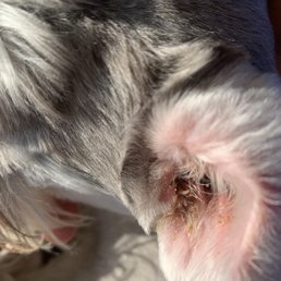 My dog's ear a day AFTER the vet visit. I should've taken a pic of the ear before the vet so you could see the ear pus oozing out.