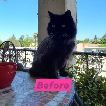 Ami Pet Grooming - Madison loves this place. - Pet Groomers Near Me - La Mirada, California