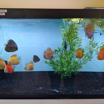 H2O Tropical Fish - Aquarium Services Near Me - Venice, Florida H2O Tropical Fish - Aquarium Services Near Me - Venice, Florida