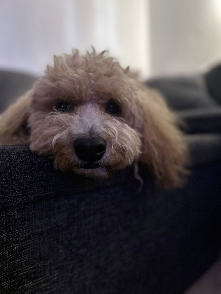 Pawpano Beach Pet Lovers - pet boarding facility in Pompano Beach, FL