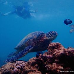 Reef Guides