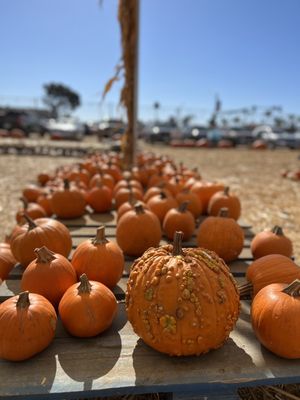 Carlsbad Strawberry Company by null