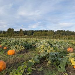 Pumpkin patch, you can wander through and they have wheelbarrows to bring back the pumpkins Pumpkin patch, you can wander through and they have wheelbarrows to bring back the pumpkins