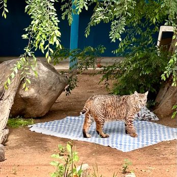 Ramona Wildlife Center - 22 years old bobcat. May 3, 2023 - Animal Shelters Near Me - Ramona, California Ramona Wildlife Center - 22 years old bobcat. May 3, 2023 - Animal Shelters Near Me - Ramona, California