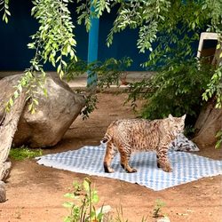 Ramona Wildlife Center - 22 years old bobcat. May 3, 2023