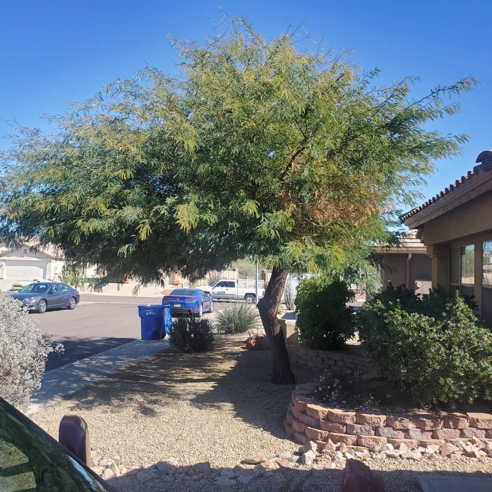 Roy's Trees - Before - Tree Services Near Me