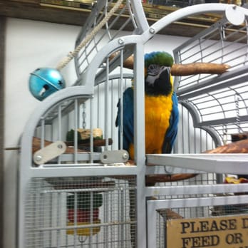 Coin-A-Magic - "Peanut" the parrot - Laundromat Near Me - Kissimmee, Florida