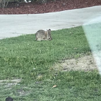 Chevron - They have a bunny mascot - Gas Stations Near Me - Ontario, California Chevron - They have a bunny mascot - Gas Stations Near Me - Ontario, California