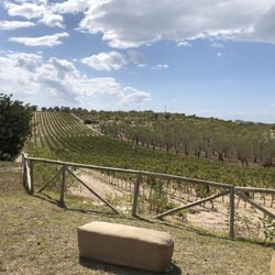 Planeta - Beautiful vineyards! Very nice wines and olive oil. They handled our large group with class and grace. We had a great time.