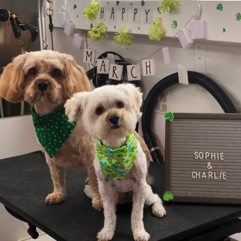 Dirty Dog Solutions - Pet Groomers Near Me Dirty Dog Solutions - Pet Groomers Near Me