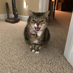 Homeward Bound Pet Care - Luna was always ready to say hello!