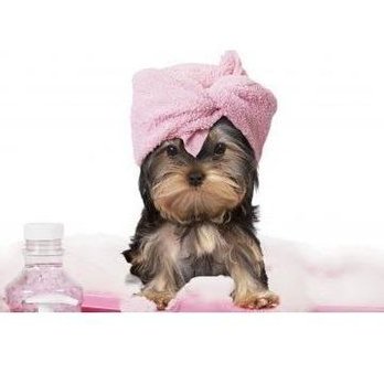 Shandra's Pet Salon - Pet Groomers Near Me - Naples, Florida