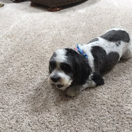 Happy after his Groomingdales visit! Happy after his Groomingdales visit!