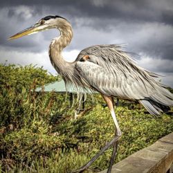 Wakodahatchee Wetlands - Great Blue Heron at Wakodahatchee Boardwalk