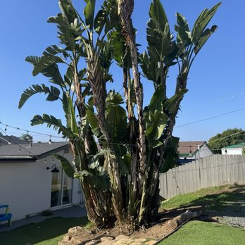 A Better Tree Service - After an excellent trimming job - Tree Services Near Me - San Diego, California A Better Tree Service - After an excellent trimming job - Tree Services Near Me - San Diego, California