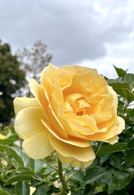 Exposition Park Rose Garden by null