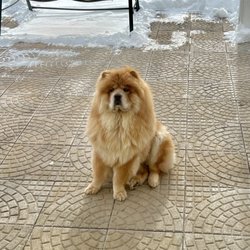 Doggie Divine Pet Salon - Before his groom