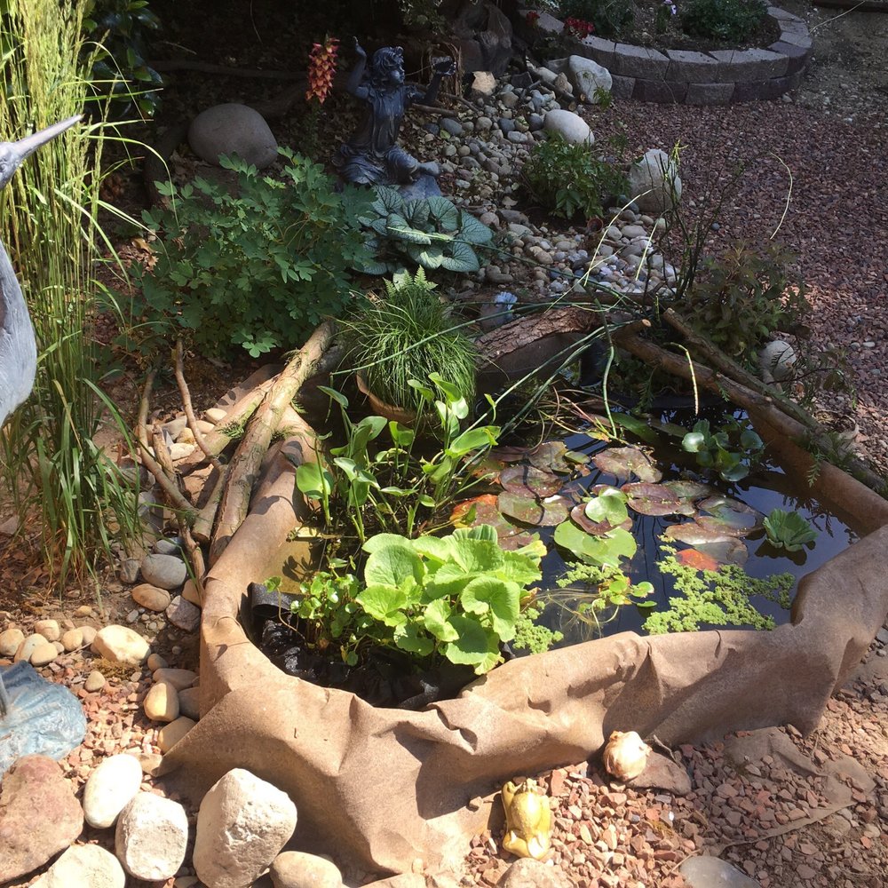 Wee Pond covered in beautiful plants from Play It Koi