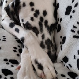 Morty chilling after a walk Morty chilling after a walk