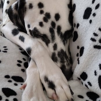 Live Oak Veterinary Hospital - Morty chilling after a walk - Veterinarians Near Me - Morgan Hill, California Live Oak Veterinary Hospital - Morty chilling after a walk - Veterinarians Near Me - Morgan Hill, California