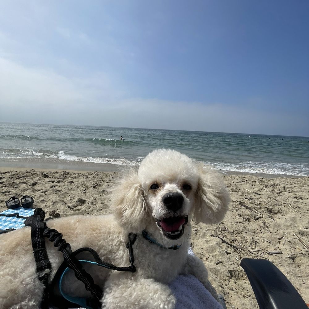 Puppy Face - Pet Groomers Near Me - La Habra, California Puppy Face - Pet Groomers Near Me - La Habra, California