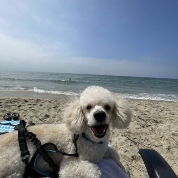 Puppy Face - Pet Groomers Near Me - La Habra, California