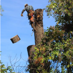 Flatlanders Tree Service