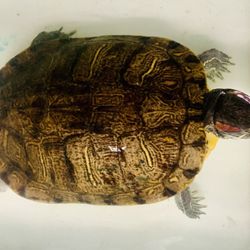 Enchanted Lake Pet - Possibly the biggest red air slider in the state