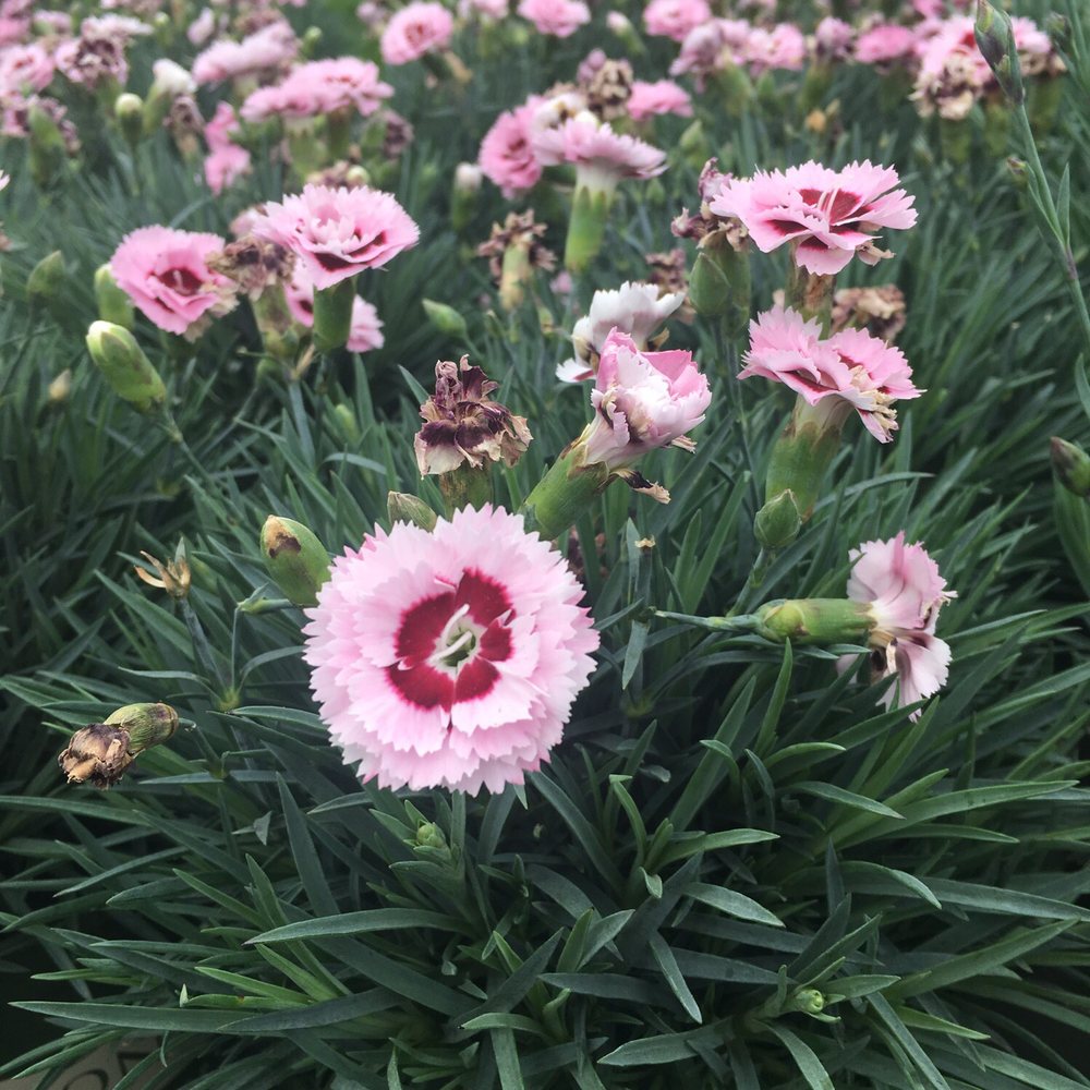 Pike Nurseries - Some of their perennial selection. - Nurseries & Gardening Near Me - Cornelius, North Carolina