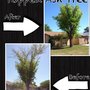 Photo of Gideon Tree Care
