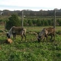 Galehouse Tree Farms