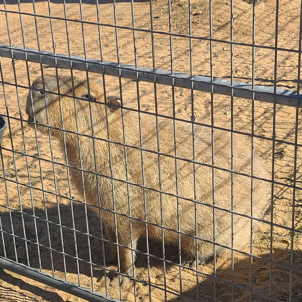 Hesperia Zoo - Chonky Capypara loving grape - Zoos Near Me - Hesperia, California Hesperia Zoo - Chonky Capypara loving grape - Zoos Near Me - Hesperia, California