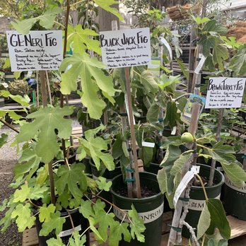 King's Nursery - Fig trees - Nurseries & Gardening Near Me - Santa Rosa, California King's Nursery - Fig trees - Nurseries & Gardening Near Me - Santa Rosa, California