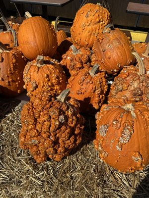 The Famous Tomato by null