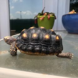 Strictly Reptiles