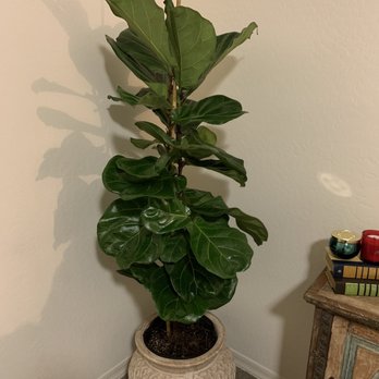 Lowe's Home Improvement - Fiddlefig ficus - Hardware Stores Near Me - Gilbert, Arizona