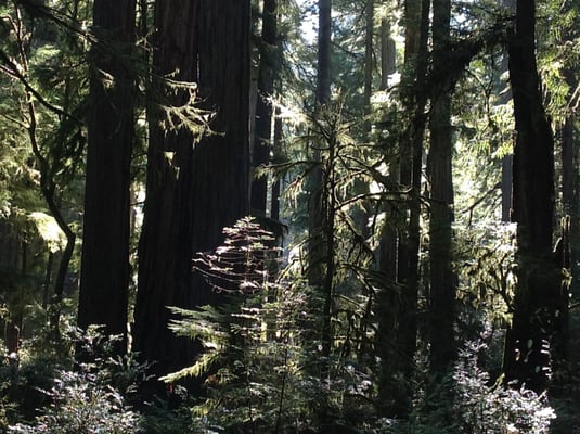 Humboldt Redwoods Inn by null