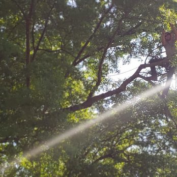 Tree Therapy - Tree Services Near Me - Huntersville, North Carolina Tree Therapy - Tree Services Near Me - Huntersville, North Carolina