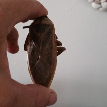 Discount Termite and Pest - Pest Control Near Me - Edgewater, Florida