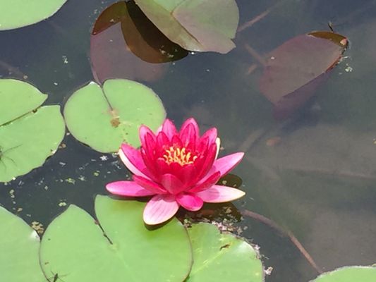 Isuien Garden and Neiraku Museum by null